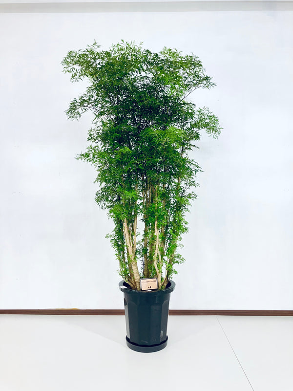 現品商品@4 ポリシャス・スターシャ 10号(高さ:161cm、幅:90cm)