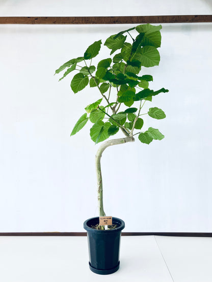 現品商品＠3 ウンベラータ 10号 曲がり（高さ：180cm、幅：105cm）