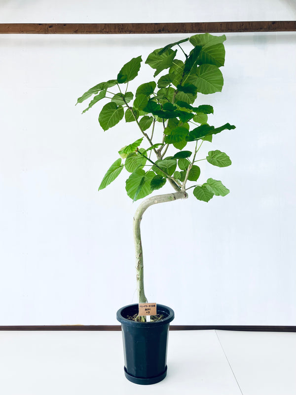 現品商品＠3 ウンベラータ 10号 曲がり（高さ：180cm、幅：105cm）