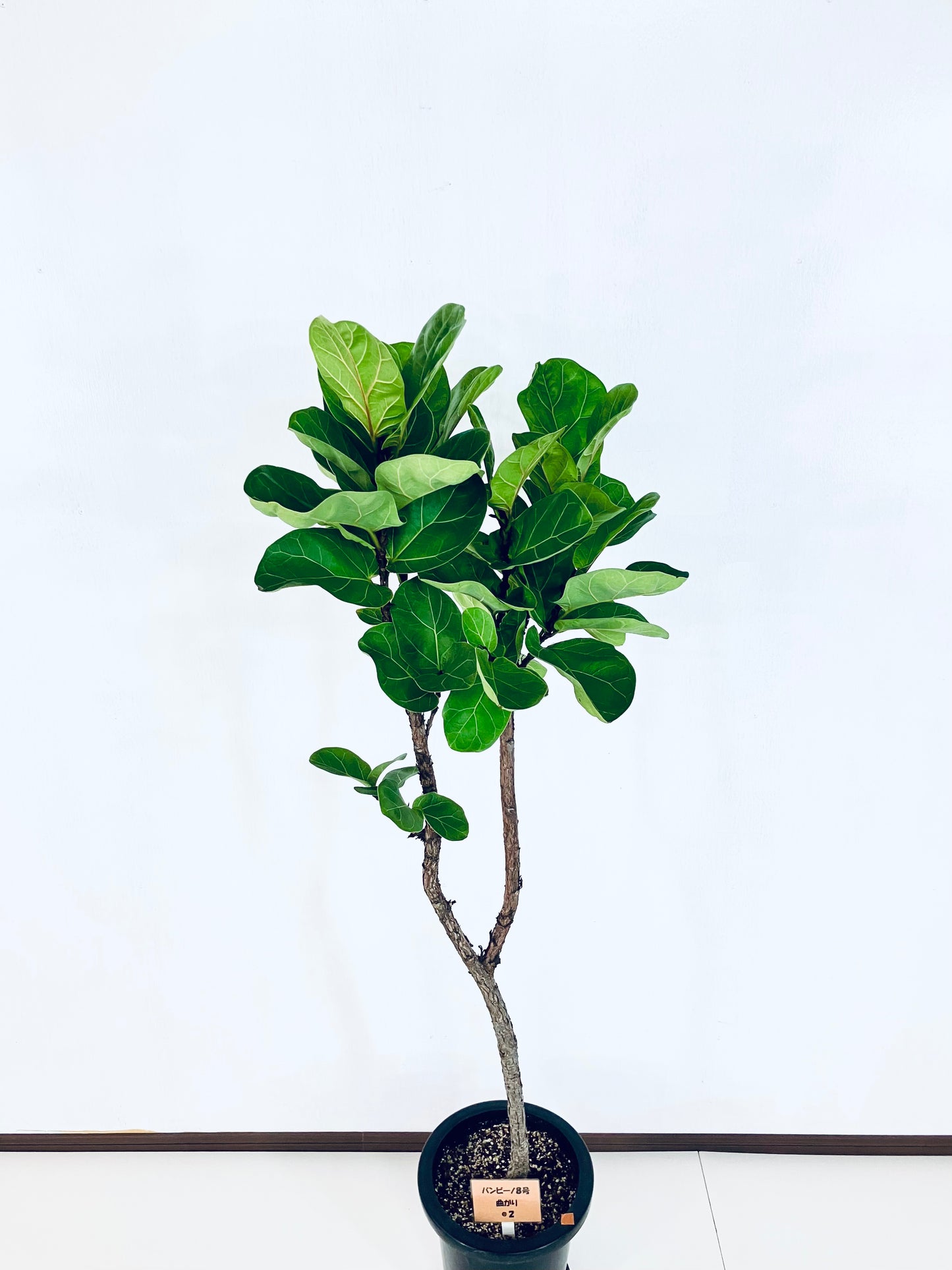 現品商品＠2 バンビーノ 8号（高さ：144cm、幅：40cm）