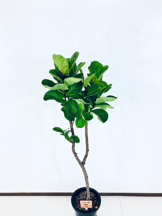 現品商品＠2 バンビーノ 8号（高さ：144cm、幅：40cm）