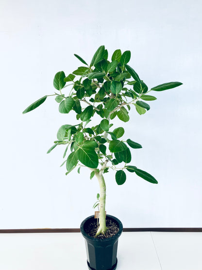 現品商品@6 ベンガレンシス 10号（高さ：160cm、幅：100cm）