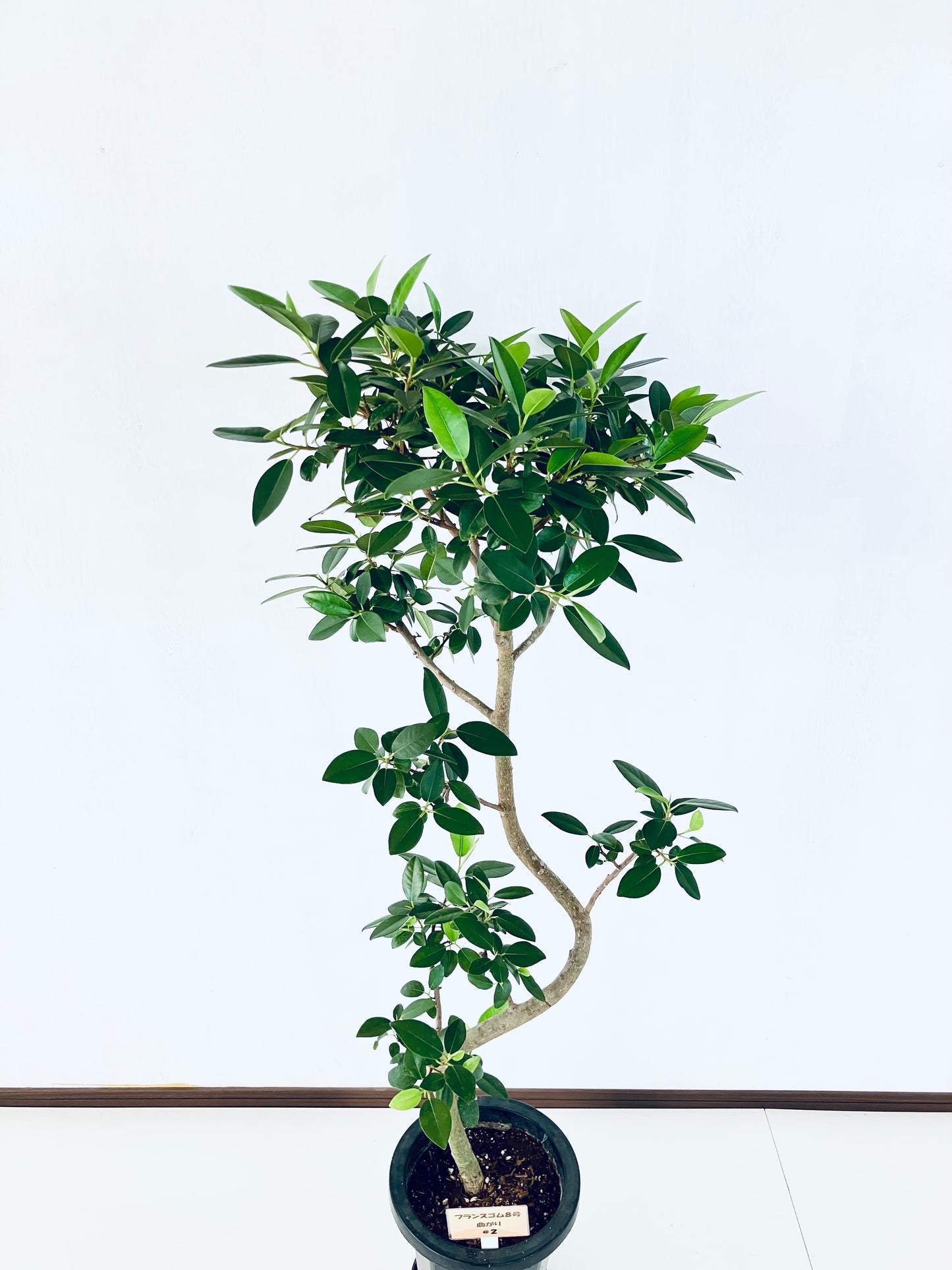 現品商品@2 フランスゴム 8号（高さ：139cm、幅：61cm）