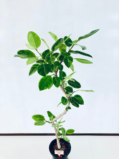 現品商品＠7 アルテシマ 8号（高さ：148cm 幅：74cm）