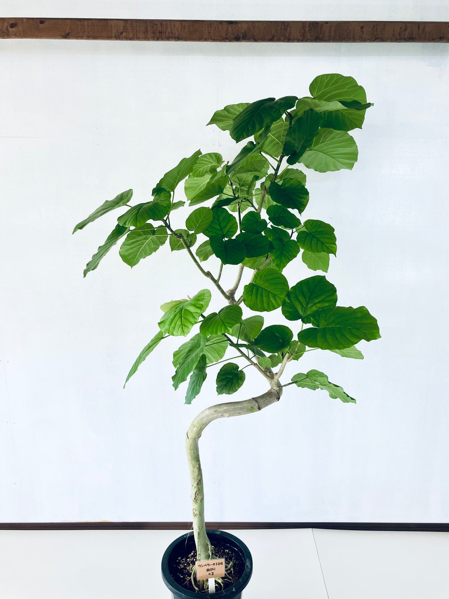 現品商品＠3 ウンベラータ 10号 曲がり（高さ：180cm、幅：105cm）