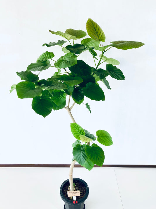 現品商品＠2 ウンベラータ 8号（高さ：152cm、幅：92cm）