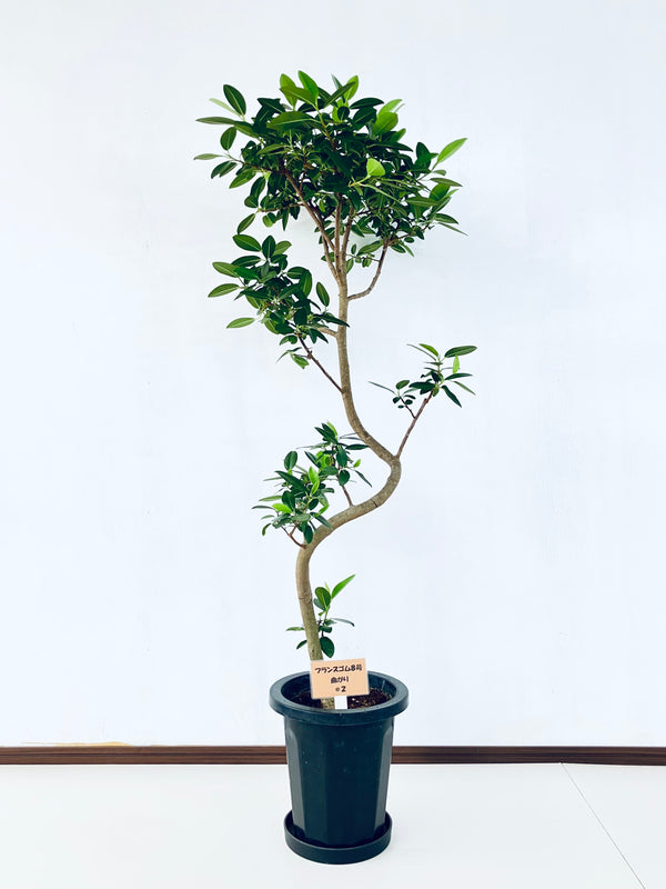 現品商品@2 フランスゴム 8号（高さ：139cm、幅：61cm）
