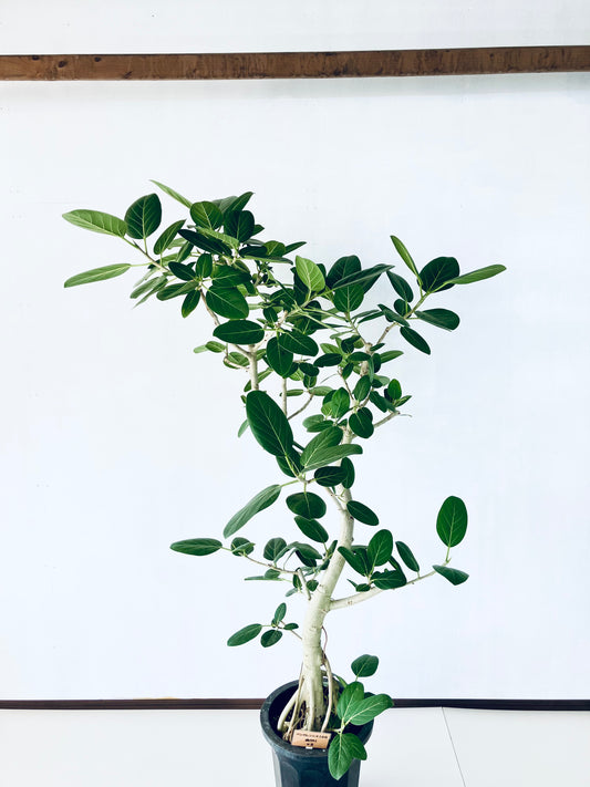 現品商品@5 ベンガレンシス 10号（高さ：176cm、幅：103cm）