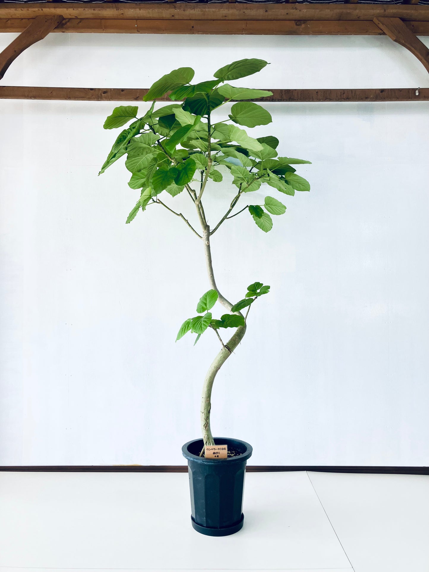 現品商品＠4 ウンベラータ 10号（高さ：185cm、幅：110cm）