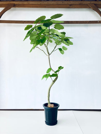 現品商品＠4 ウンベラータ 10号（高さ：185cm、幅：110cm）