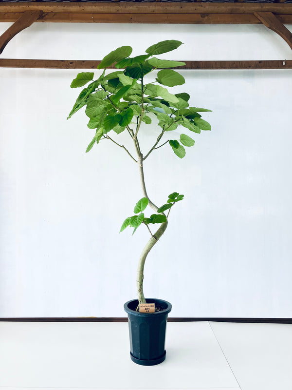 現品商品＠4 ウンベラータ 10号（高さ：185cm、幅：110cm）