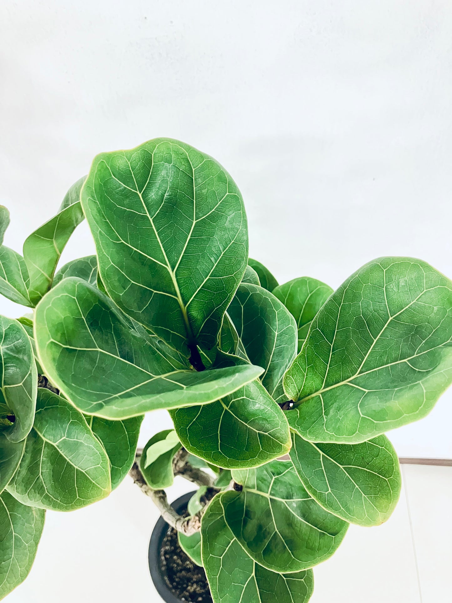 現品商品＠1 バンビーノ 8号（高さ：127cm、幅：41cm）