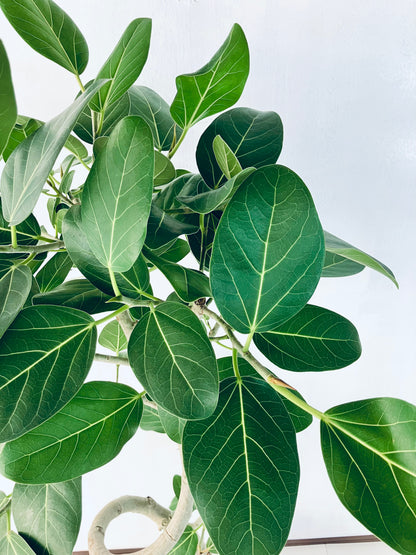 現品商品@4 ベンガレンシス 10号（高さ：179cm、幅：80cm）