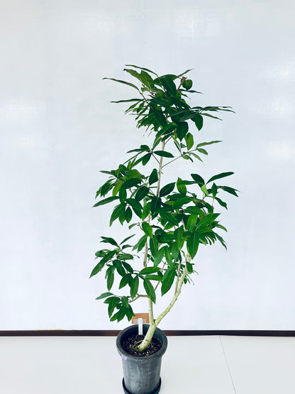 現品商品＠5 アマゾンオリーブ 8号（高さ：150cm、幅：70cm）