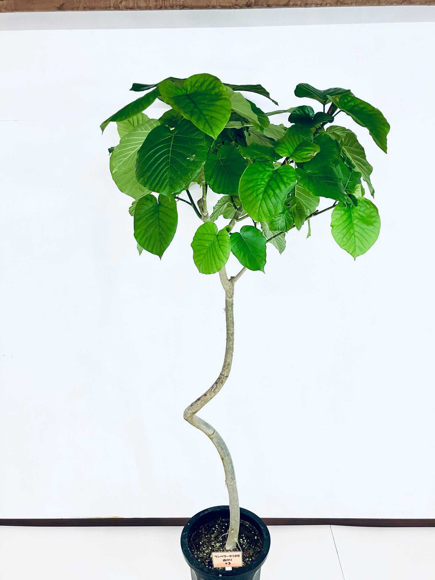 現品商品＠3 ウンベラータ 10号（高さ：180cm、幅：90cm）