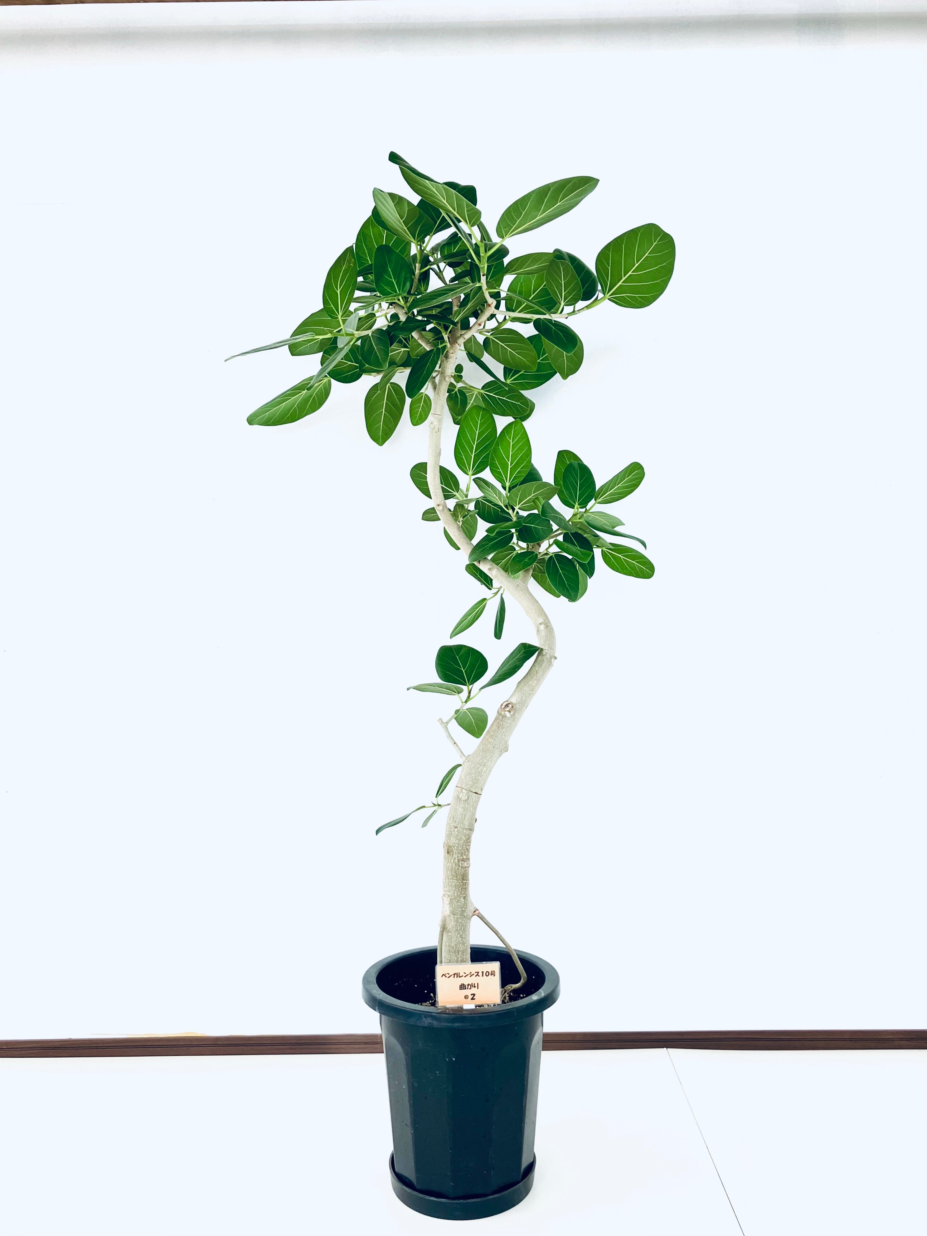 ベンガレンシスの通販 | 観葉植物の通販はAONOKI（あおのき）