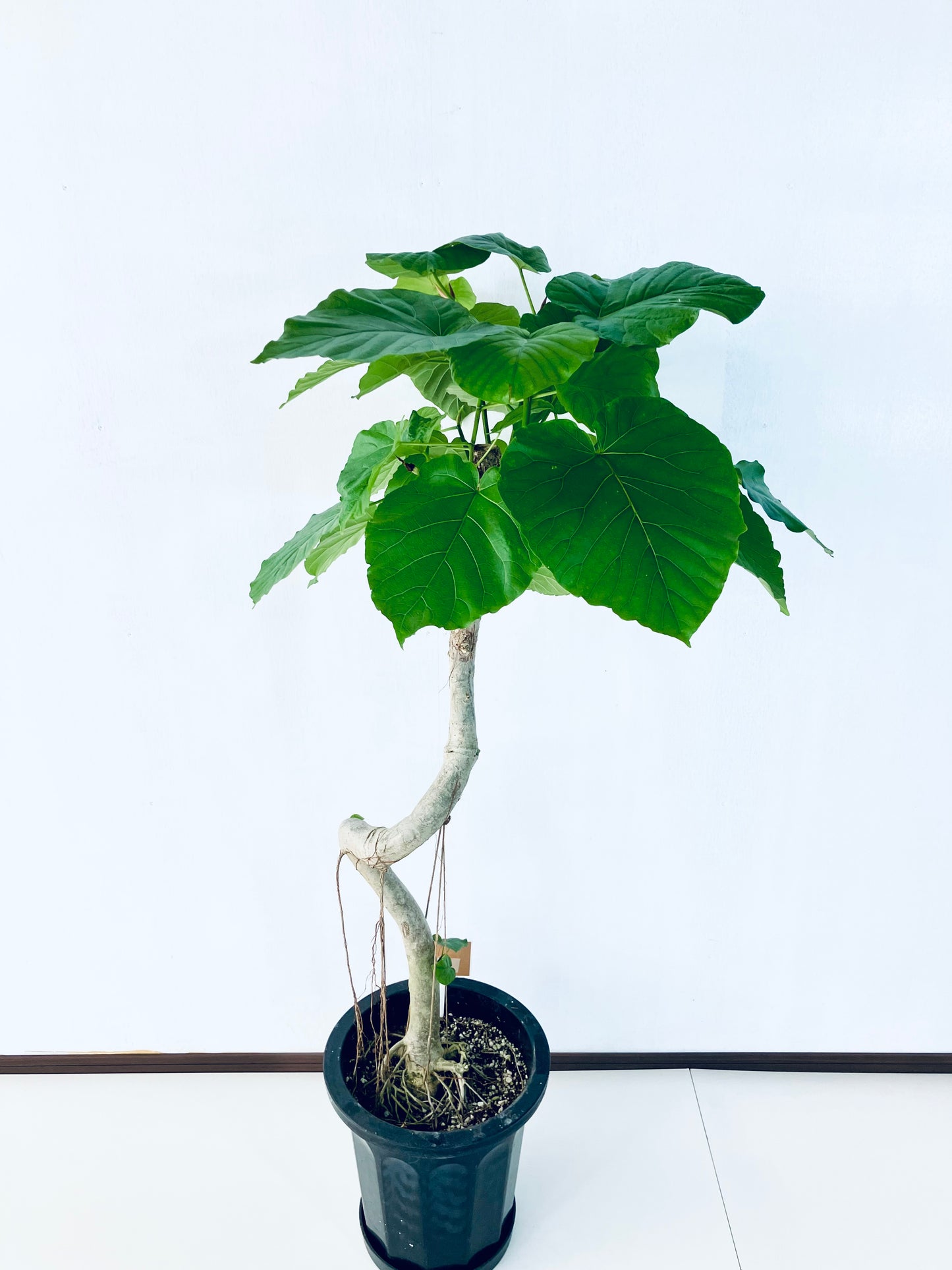 現品商品＠1 ウンベラータ 10号（高さ：140cm、幅：63cm）