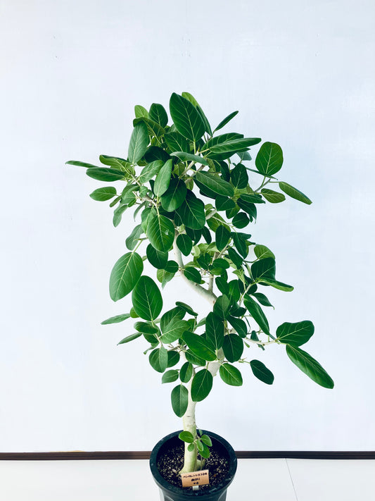 現品商品@6 ベンガレンシス 10号（高さ：160cm、幅：100cm）