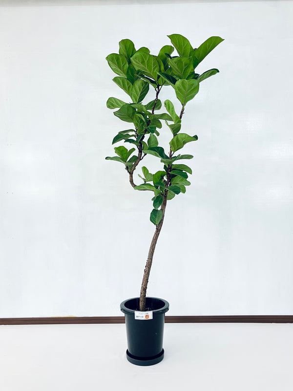 現品商品＠3 バンビーノ 8号（高さ：168cm、幅：75cm）
