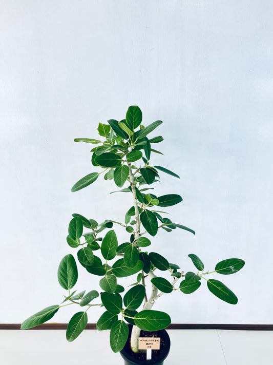 現品商品＠5 ベンガレンシス 8号（高さ：134cm、幅：90cm）