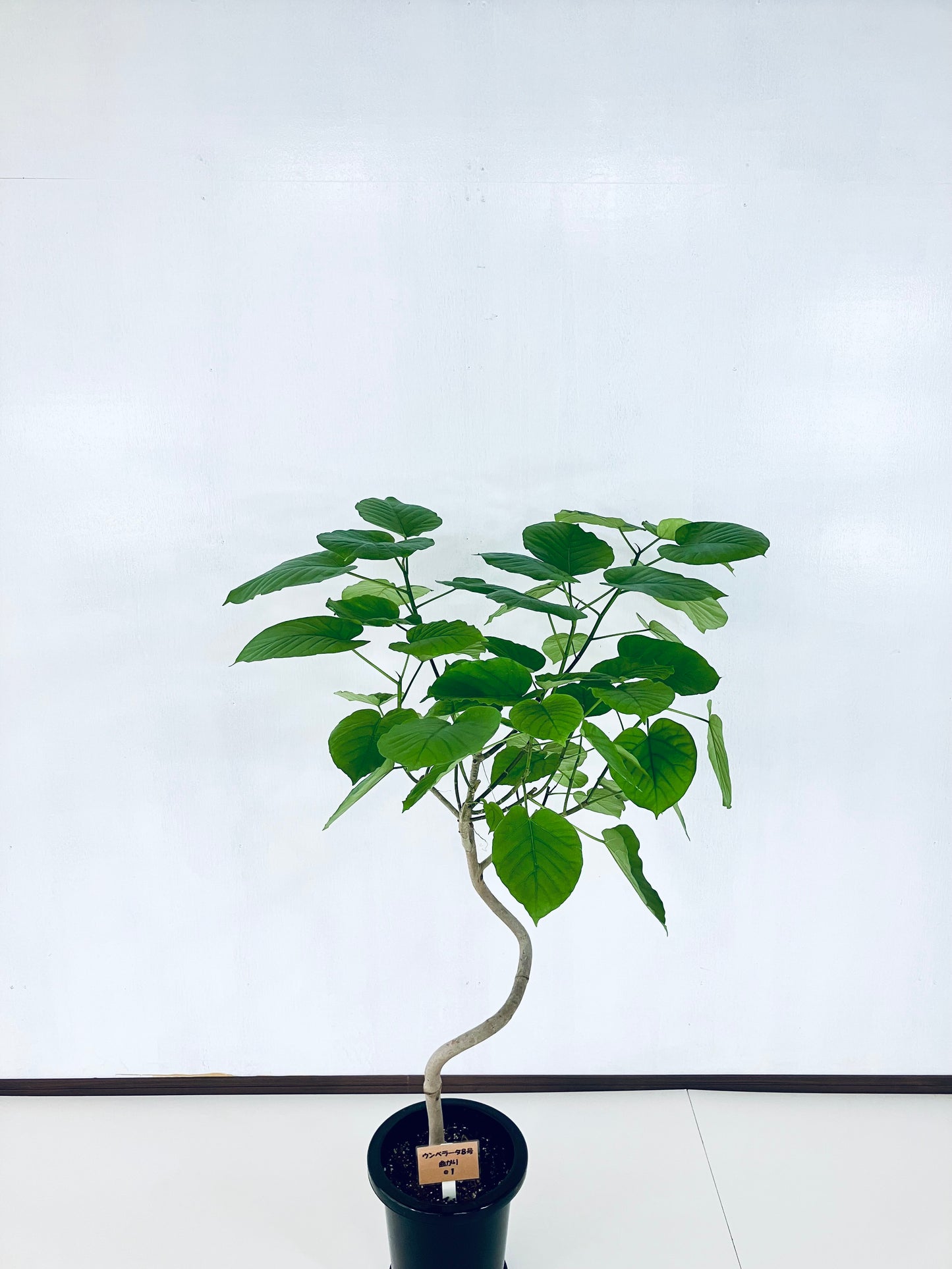 現品商品＠1 ウンベラータ 8号 曲がりМ（高さ：123m、幅：93cm）