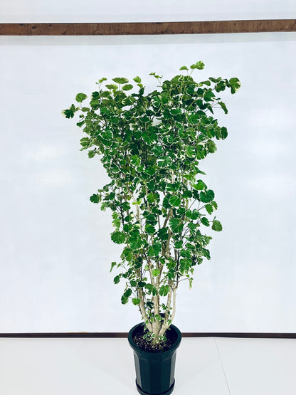 現品商品@1 ポリシャス・マルギナータ 10号（高さ：183cm、幅：86cm）