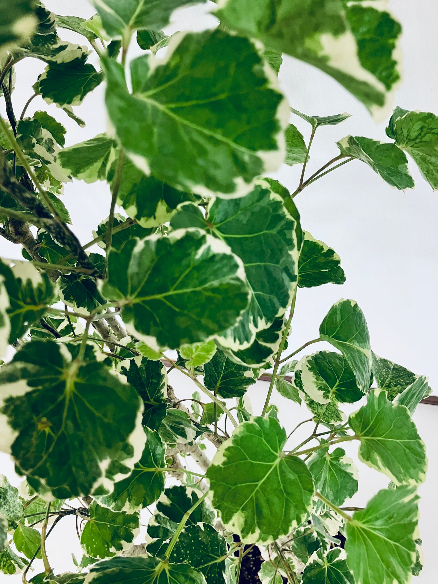 現品商品@2 ポリシャス・マルギナータ 8号（高さ：137cm、幅：80cm）