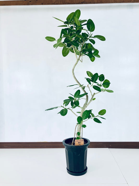 現品商品@4 ベンガレンシス 10号（高さ：178cm、幅：90cm）
