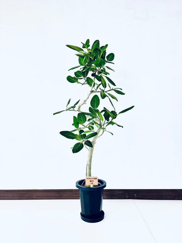 現品商品＠3 ベンガレンシス 8号（高さ：149cm、幅：80cm）