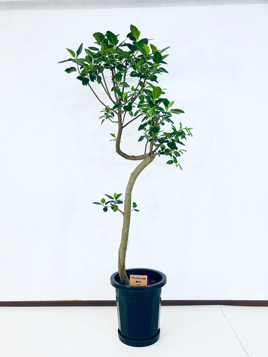 現品商品＠1 フランスゴム 10号（高さ：177cm、幅：70cm）