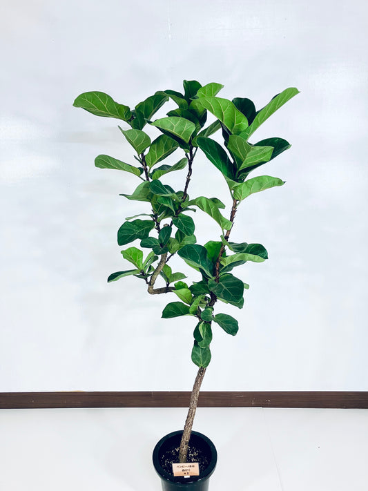 現品商品＠1 バンビーノ 8号（高さ：157cm、幅：70cm）