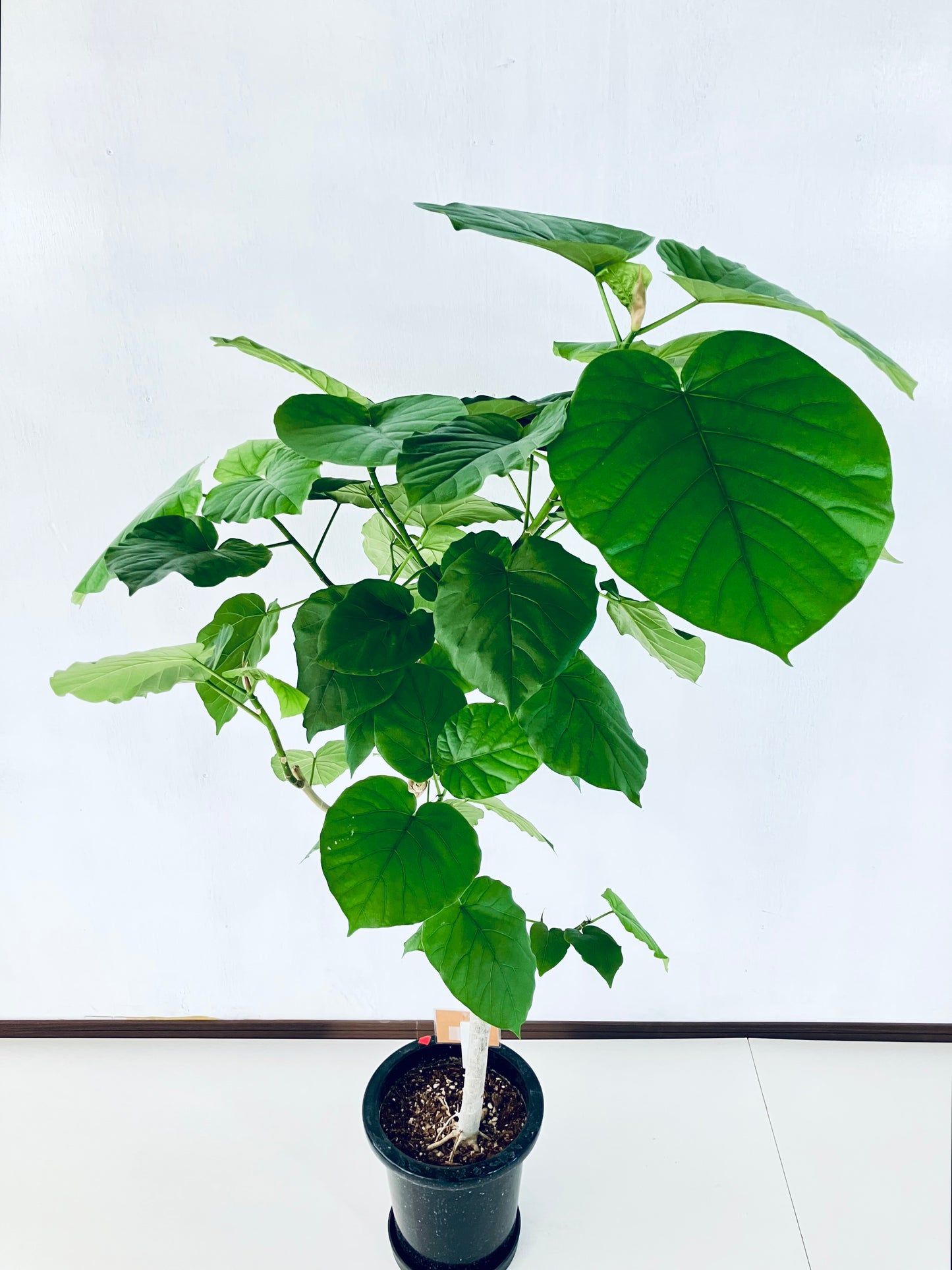 現品商品＠4 ウンベラータ 8号（高さ：138cm、幅：90cm）
