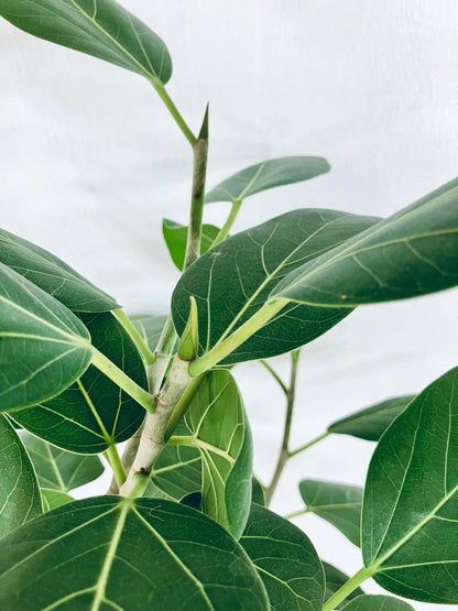 現品商品＠4 ベンガレンシス 8号（高さ：142cm、幅：100cm）