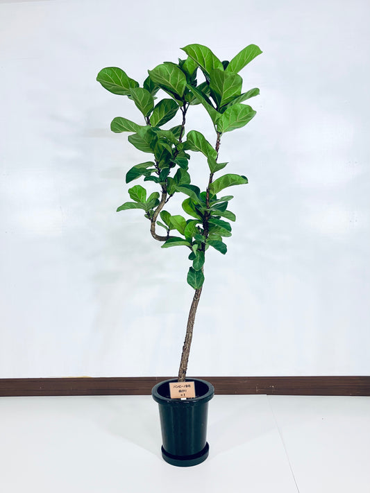 現品商品＠1 バンビーノ 8号（高さ：157cm、幅：70cm）
