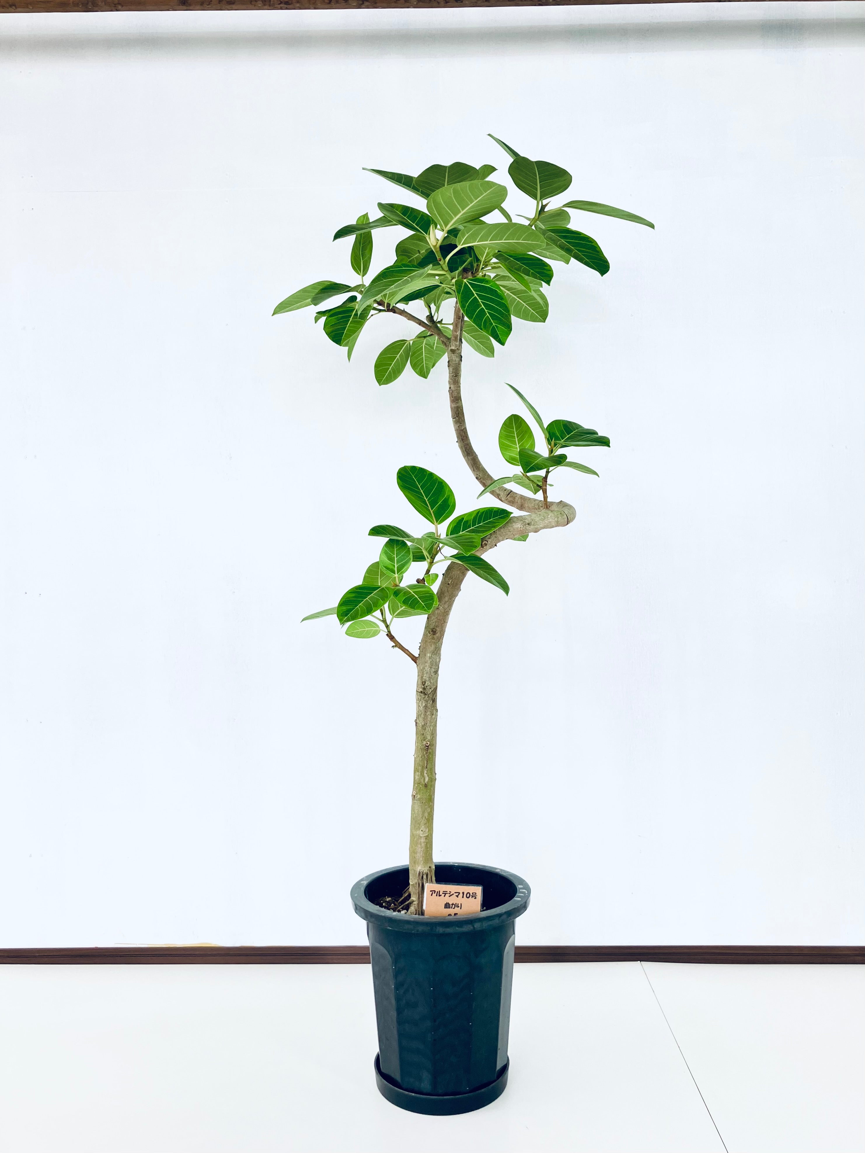フィカス・アルテシマ 10号の現品商品 | 観葉植物通販AONOKI（あおのき）
