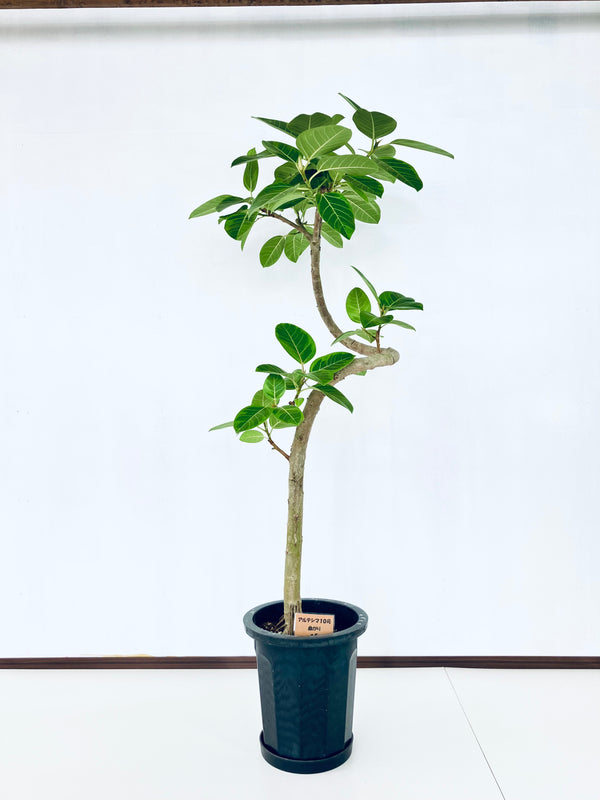 現品商品@5 アルテシマ 10号（高さ：167cm 幅：68cm）