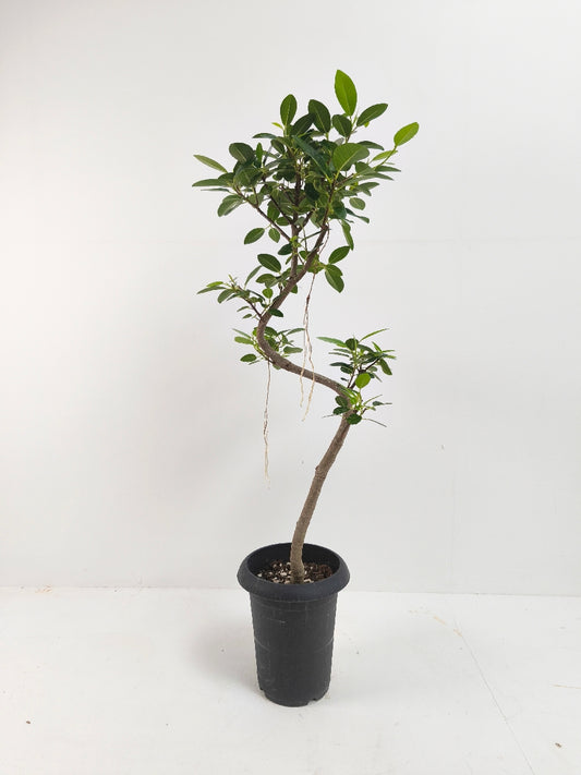 現品商品@2 フランスゴム 6号(高さ:95cm、幅:38cm)