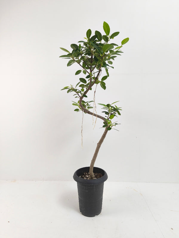 現品商品＠2 フランスゴム 6号（高さ：95cm、幅：38cm）