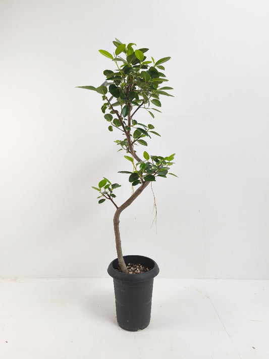 現品商品@2 フランスゴム 6号(高さ:95cm、幅:38cm)