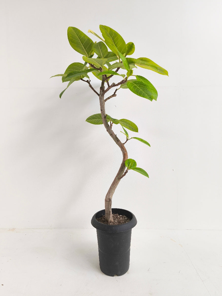 フィカス・アルテシマ6号の現品商品 | 観葉植物通販AONOKI（あお