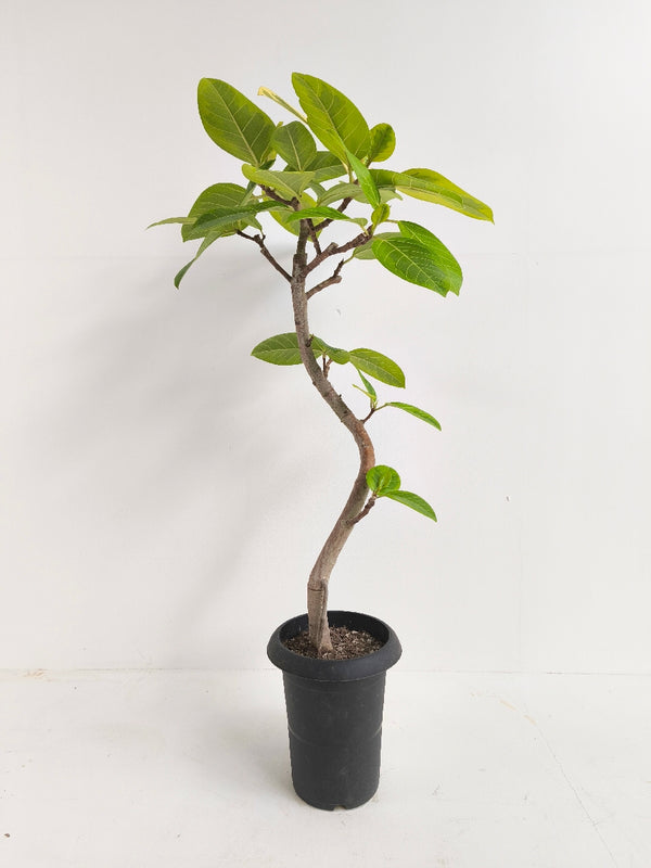 現品商品@1 アルテシマ 6号（高さ：96cm、幅：52cm）