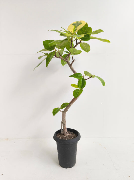 現品商品@1 アルテシマ 6号（高さ：96cm、幅：52cm）