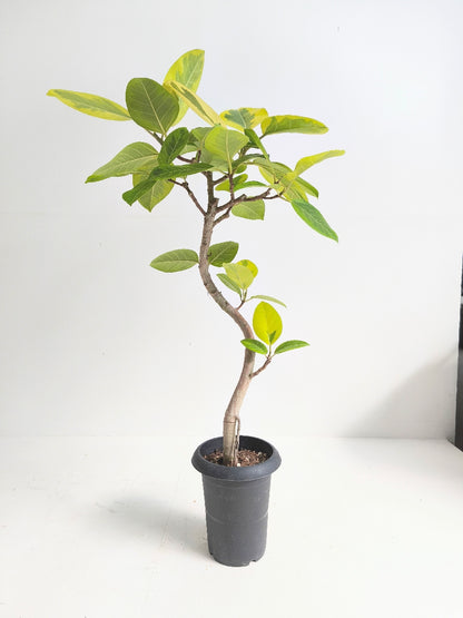 現品商品@1 アルテシマ 6号（高さ：105cm、幅：65cm）