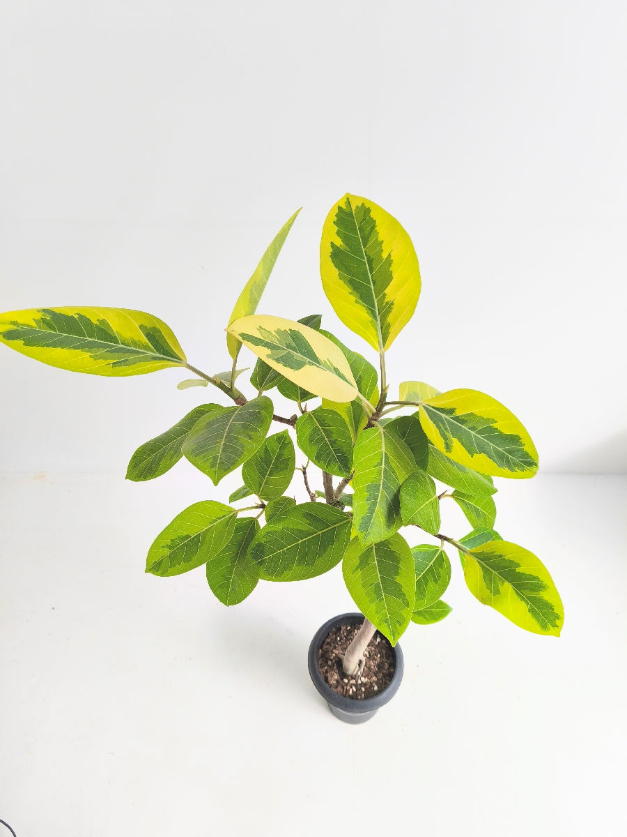 フィカス・アルテシマ6号の現品商品 | 観葉植物通販AONOKI（あおのき）