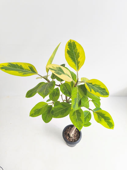 現品商品@1 アルテシマ 6号（高さ：105cm、幅：65cm）