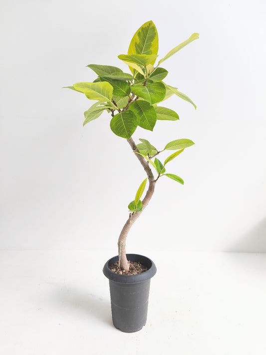 現品商品@1 アルテシマ 6号（高さ：105cm、幅：65cm）