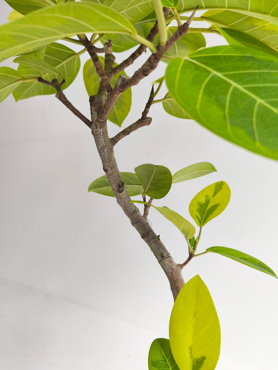 フィカス・アルテシマ6号の現品商品 | 観葉植物通販AONOKI（あおのき）