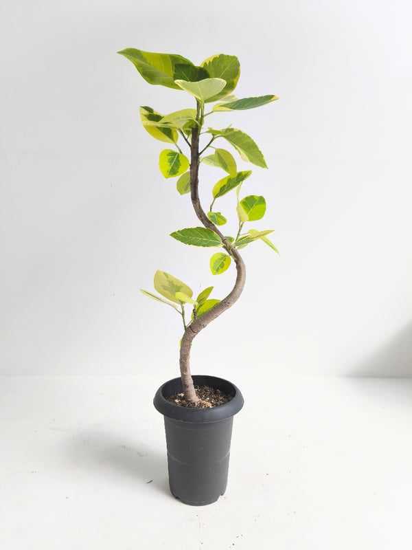 現品商品@2 アルテシマ 6号（高さ：85cm、幅：43cm）