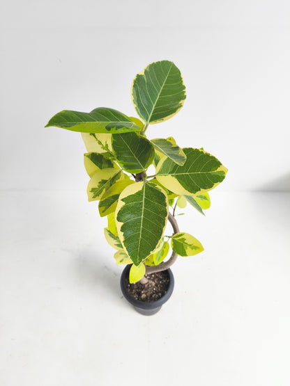 現品商品@2 アルテシマ 6号（高さ：85cm、幅：43cm）