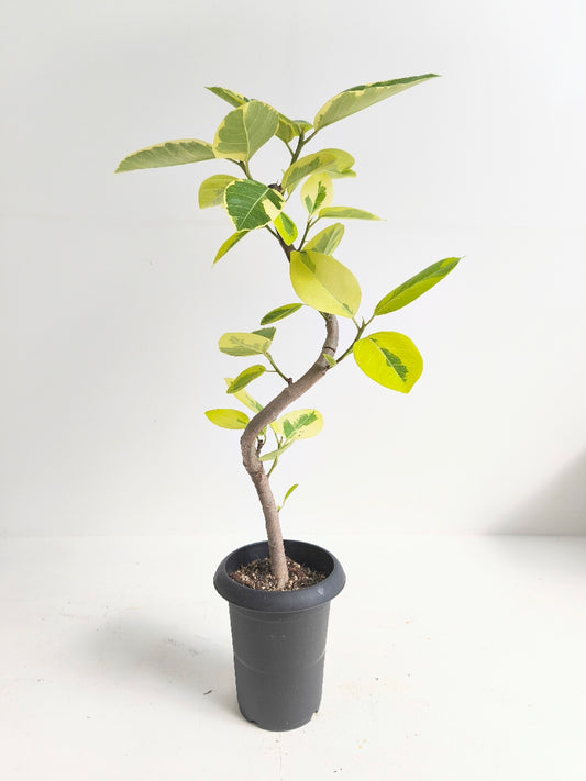 現品商品@2 アルテシマ 6号（高さ：85cm、幅：43cm）